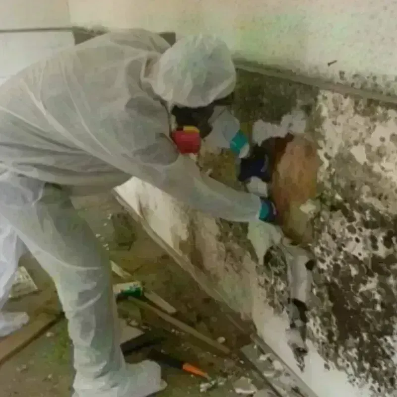 Mold Remediation and Removal in Hansville, WA